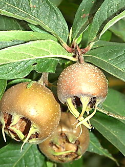 Mespilus germanica, Echte Mispel, Färbepflanze, Färberpflanze, Pflanzenfarben,  färben, Klostergarten Seligenstadt